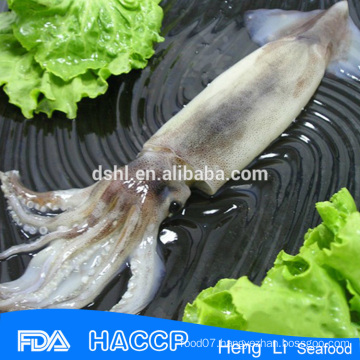 CE Certification frozen whole round high quality squid and todarodes pacificus